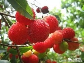 杨梅老公是,探寻明星背后的神秘人物