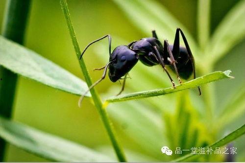 黑蚂蚁撕丝袜哪集