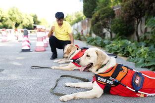 小Q导盲犬在线播放,陪伴视障人士的温暖守护者