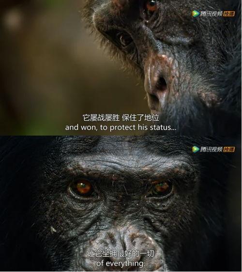 动物电影王朝免费观看,动物世界的荣耀与传奇，免费观影之旅