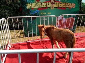 表演动物的视频,揭秘舞台上的灵动生灵