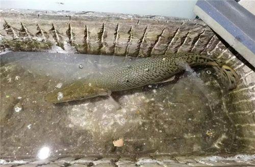 新闻爆料鳄雀鳝视频,惊现水中霸主！鳄雀鳝入侵引发关注