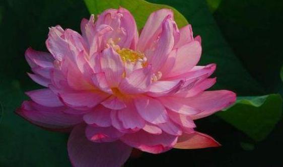 莲花的老公是谁,一段不为人知的爱情传奇