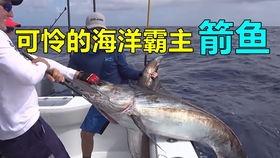 海上捕鱼高清视频,高清镜头捕捉海洋捕捞全貌