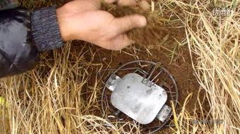 夹野鸡野兔视频,惊心动魄的野外生存挑战